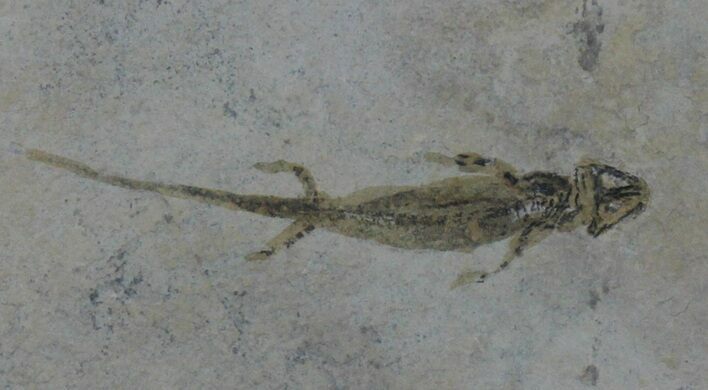 Permian Branchiosaur (Amphibian) Fossil - Germany #39116